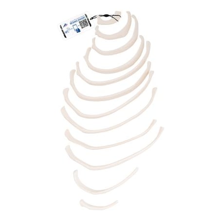 Ribs - W/ 3B Smart Anatomy